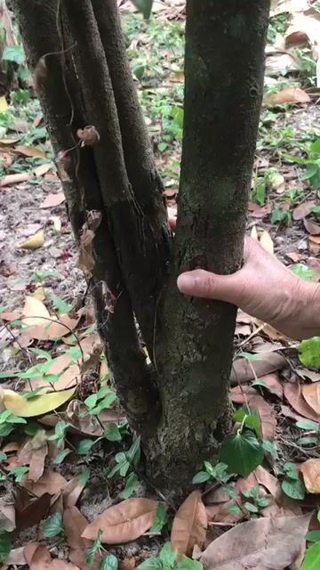 Mai tứ quý dáng sinh đôi. Mua bán Cây cảnh, đồ trang trí tại Huyện Châu Thành Long An được đăng bởi Bán tùm lum hình 1