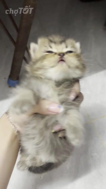 Mèo Anh Lông Ngắn - Lông Dài. Mua bán Mèo tại Quận Bình Thạnh Tp Hồ Chí Minh được đăng bởi Linh Chi hình 1