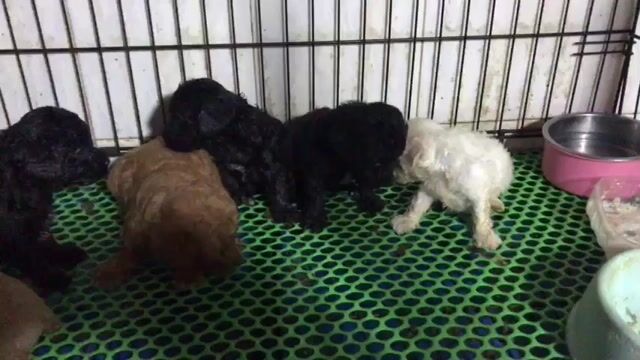 Chó Poodle thuần chủng. Mua bán Chó tại Quận 12 Tp Hồ Chí Minh được đăng bởi Bão Trần hình 1