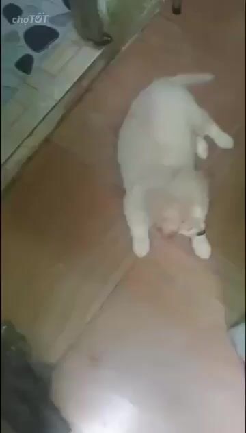 Chó Nhật lai Phốc Trắng Đực Cái. Mua bán Chó tại Huyện Chơn Thành Bình Phước được đăng bởi Cam Gjang Huynh hình 1