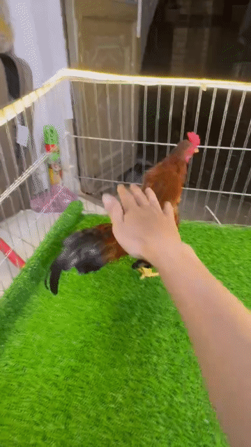 Gà trống Nâu đỏ làm cảnh, làm giống. Mua bán Gà tại Quận 7 Tp Hồ Chí Minh được đăng bởi Thanh Danh hình 1