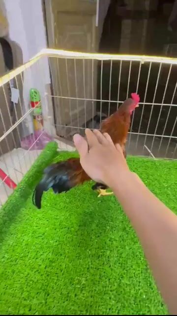 Gà trống Nâu đỏ làm cảnh, làm giống. Mua bán Gà tại Quận 7 Tp Hồ Chí Minh được đăng bởi Thanh Danh hình 1