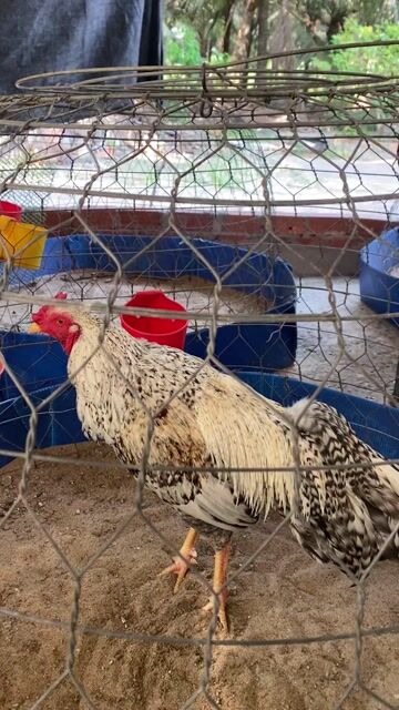 Gà cú trắng 2.85kg. Mua bán Gà tại Huyện Châu Thành Trà Vinh được đăng bởi Gà Đá 84 hình 1