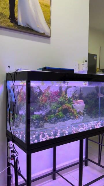 Cá cảnh Kim Long Úc 22cm khỏe mạnh màu đẹp. Mua bán Thú cưng khác tại Quận 8 Tp Hồ Chí Minh được đăng bởi Ken Music Store hình 1