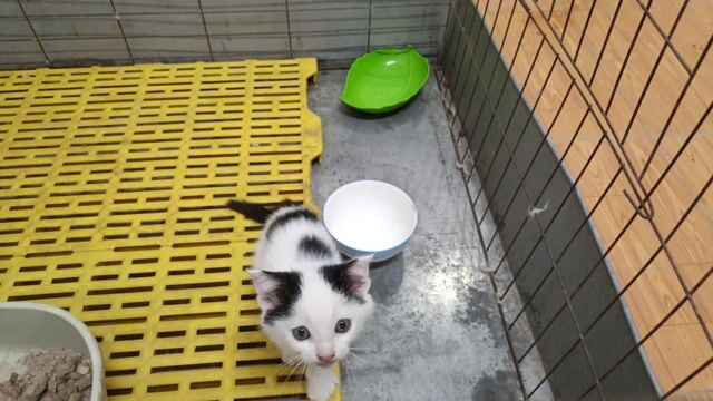 mèo anh lai xinh tìm chủ. Mua bán Mèo tại Huyện Đan Phượng Hà Nội được đăng bởi Tạo hình 1