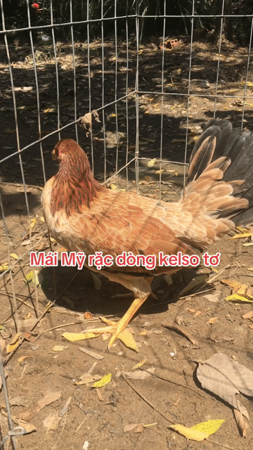 Gà Kelso cái 5 tháng. Mua bán Gà tại Huyện Châu Thành Hậu Giang được đăng bởi Tung Tran hình 1