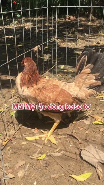 Gà Kelso cái 5 tháng. Mua bán Gà tại Huyện Châu Thành Hậu Giang được đăng bởi Tung Tran hình 1