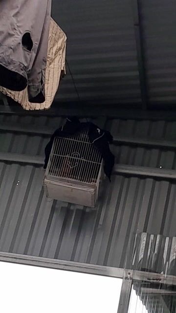 Chim Cu gáy gáy suốt ngày. Mua bán Chim tại Huyện An Lão Hải Phòng được đăng bởi Việt Huy hình 1