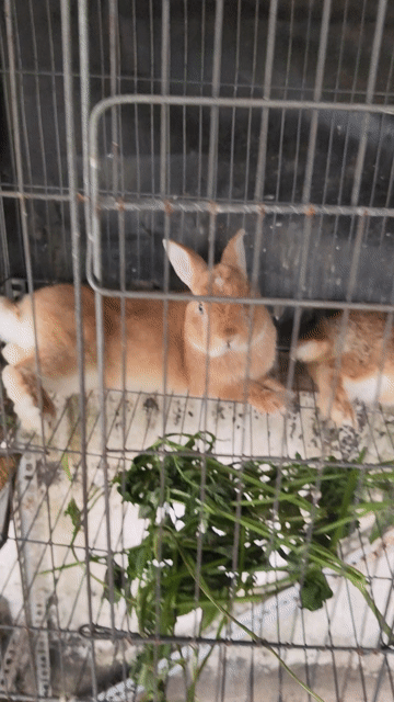 Thỏ Hà Lan lùn Nâu Đực Cái Đã phối giống. Mua bán Thú cưng khác tại Quận Bình Tân Tp Hồ Chí Minh được đăng bởi Nguyen Trung Hieu hình 1