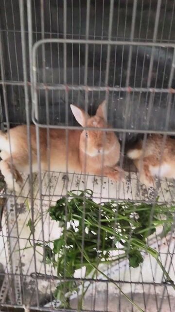 Thỏ Hà Lan lùn Nâu Đực Cái Đã phối giống. Mua bán Thú cưng khác tại Quận Bình Tân Tp Hồ Chí Minh được đăng bởi Nguyen Trung Hieu hình 1