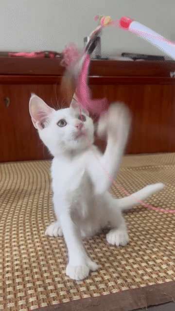 Mèo Maine Coon lai ALN Trắng. Mua bán Mèo tại Quận 12 Tp Hồ Chí Minh được đăng bởi Nguyễn Hồng Huy hình 1