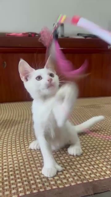 Mèo Maine Coon lai ALN Trắng. Mua bán Mèo tại Quận 12 Tp Hồ Chí Minh được đăng bởi Nguyễn Hồng Huy hình 1