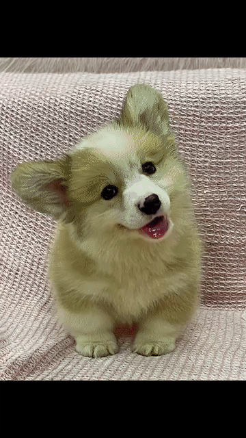 Chó Corgi Vàng trắng. Mua bán Chó tại Huyện Bình Chánh Tp Hồ Chí Minh được đăng bởi Tuấn Đạt hình 1