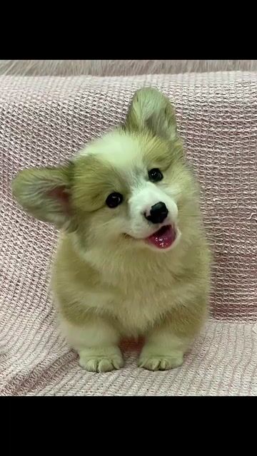 Chó Corgi Vàng trắng. Mua bán Chó tại Huyện Bình Chánh Tp Hồ Chí Minh được đăng bởi Tuấn Đạt hình 1