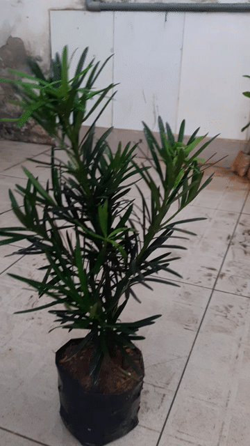 Cây tùng La Hán, chiều cao 30-40cm. Mua bán Cây cảnh, đồ trang trí tại Thành phố Thủ Đức Tp Hồ Chí Minh được đăng bởi BẠCH LONG hình 1