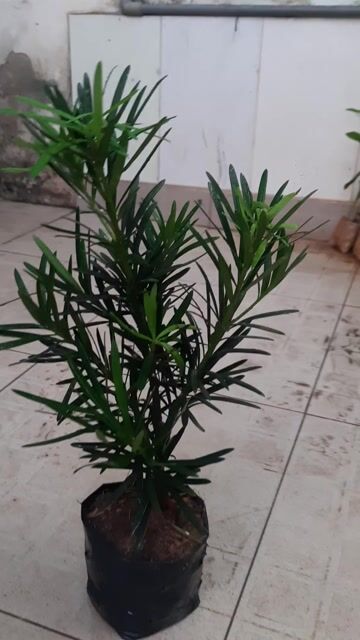 Cây tùng La Hán, chiều cao 30-40cm. Mua bán Cây cảnh, đồ trang trí tại Thành phố Thủ Đức Tp Hồ Chí Minh được đăng bởi BẠCH LONG hình 1