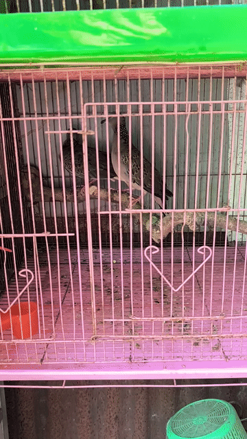 Chim cu gáy 5 tháng cả hai. Mua bán Chim tại Huyện Hóc Môn Tp Hồ Chí Minh được đăng bởi Hiếu hình 1