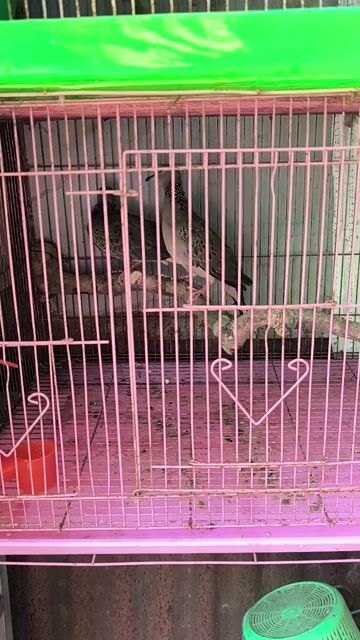 Chim cu gáy 5 tháng cả hai. Mua bán Chim tại Huyện Hóc Môn Tp Hồ Chí Minh được đăng bởi Hiếu hình 1