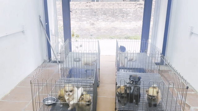 Chó Phốc Sóc nhiều màu đã tiêm phòng. Mua bán Chó tại Quận Hoàng Mai Hà Nội được đăng bởi Giang  hình 1