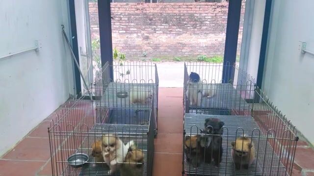 Chó Phốc Sóc nhiều màu đã tiêm phòng. Mua bán Chó tại Quận Hoàng Mai Hà Nội được đăng bởi Giang  hình 1