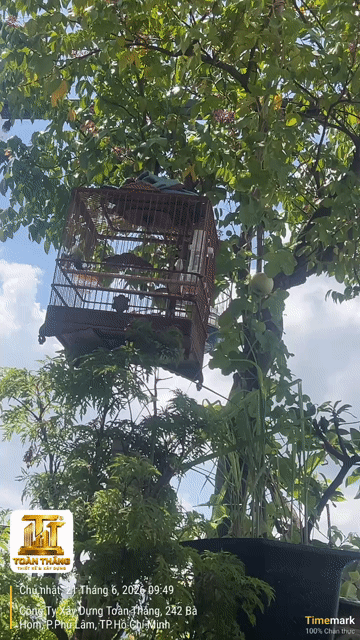 Chim chào mào giọng hay xoắn to rõ. Mua bán Chim tại Quận 6 Tp Hồ Chí Minh được đăng bởi NGUYỄN VĂN TOÀN  hình 1