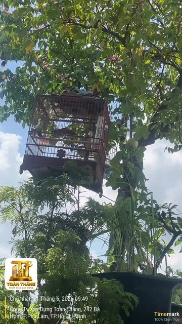 Chim chào mào giọng hay xoắn to rõ. Mua bán Chim tại Quận 6 Tp Hồ Chí Minh được đăng bởi NGUYỄN VĂN TOÀN  hình 1