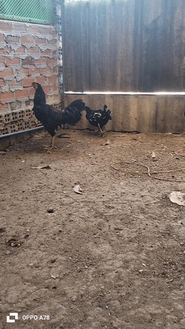 Gà Asil My Simon trống 5-6 tháng. Mua bán Gà tại Thị xã Phú Mỹ Bà Rịa - Vũng Tàu được đăng bởi Taikieubaria hình 1