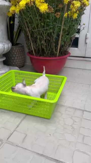 Chó Chihuahua cái màu trắng💞. Mua bán Chó tại Quận Phú Nhuận Tp Hồ Chí Minh được đăng bởi Nguyễn hình 1