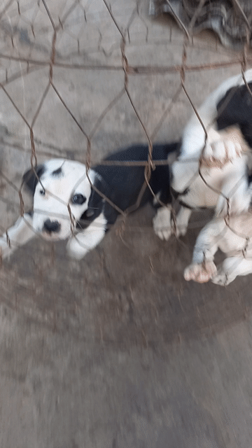 Chó Pitbull lai. Mua bán Chó tại Huyện Châu Thành Hậu Giang được đăng bởi Tèo hình 1