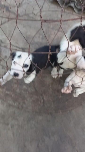 Chó Pitbull lai. Mua bán Chó tại Huyện Châu Thành Hậu Giang được đăng bởi Tèo hình 1