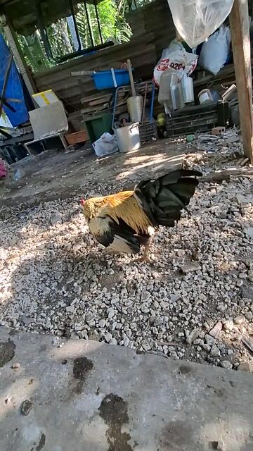 Gà chọi đực. Mua bán Gà tại Quận Ninh Kiều Cần Thơ được đăng bởi Khang Ly hình 1