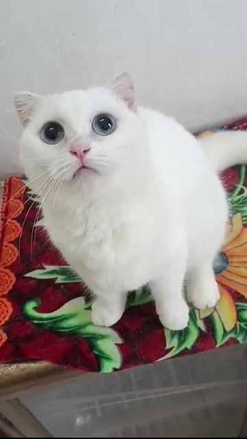 Bé mèo cái chân ngắn , tai cụp , mắt xanh cực xinh. Mua bán Mèo tại Quận Hai Bà Trưng Hà Nội được đăng bởi Ngọc  hình 1