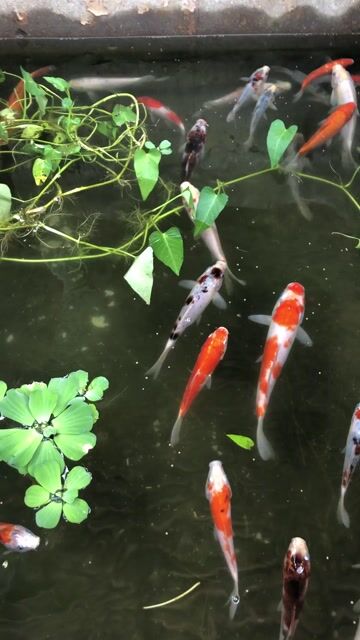 Cá Koi 20 con. Mua bán Thú cưng khác tại Quận Bình Thạnh Tp Hồ Chí Minh được đăng bởi Do Linh hình 1