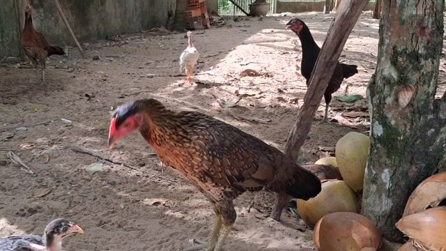 MÁI BƯỚM VẪY MÕNG BẮT RĂNG CƯA. Mua bán Gà tại Quận Cái Răng Cần Thơ được đăng bởi huỳnh thái sơn hình 1