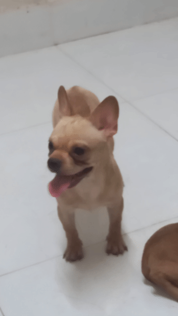 Chó Bull Pháp lai Chihuahua siêu mini 6 tháng. Mua bán Chó tại Quận Ninh Kiều Cần Thơ được đăng bởi phương  hình 1