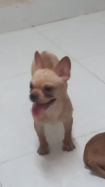 Chó Bull Pháp lai Chihuahua siêu mini 6 tháng. Mua bán Chó tại Quận Ninh Kiều Cần Thơ được đăng bởi phương  hình 1