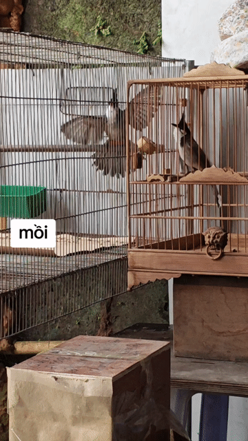 Chào mào Mồi thuần gấu. Mua bán Chim tại Huyện Thanh Oai Hà Nội được đăng bởi Mạnh Mun hình 1