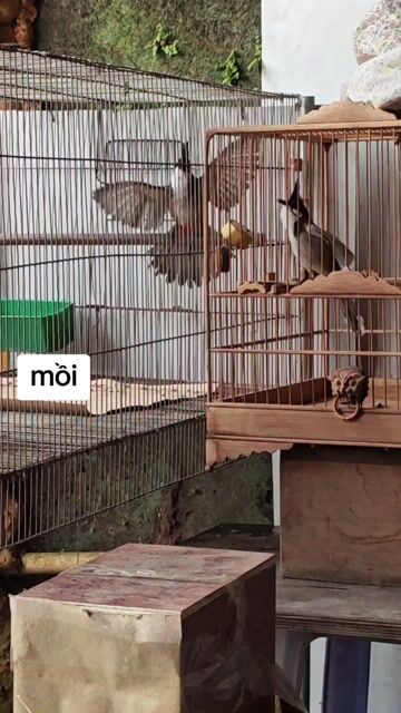 Chào mào Mồi thuần gấu. Mua bán Chim tại Huyện Thanh Oai Hà Nội được đăng bởi Mạnh Mun hình 1