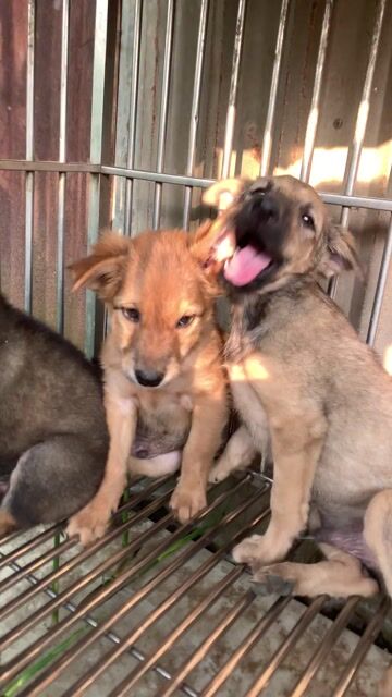 chó becgie Đức F to con giữ nhà thả vườn xưởng. Mua bán Chó tại Huyện Bình Chánh Tp Hồ Chí Minh được đăng bởi trung Dũng hình 1