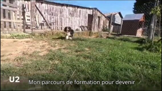 L'élevage canin, éleveur à temps plein