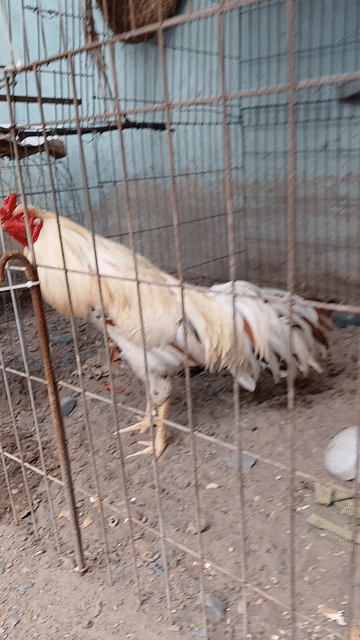 Gà Trống Trắng. Mua bán Gà tại Quận 12 Tp Hồ Chí Minh được đăng bởi phúc Gia Lộc  hình 1
