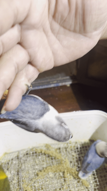 Vẹt Lovebird Xám Trắng Xanh. Mua bán Chim tại Quận Gò Vấp Tp Hồ Chí Minh được đăng bởi Phương Mai hình 1
