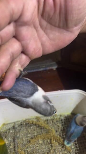 Vẹt Lovebird Xám Trắng Xanh. Mua bán Chim tại Quận Gò Vấp Tp Hồ Chí Minh được đăng bởi Phương Mai hình 1