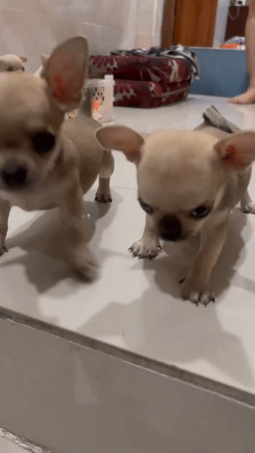 Chó Chihuahua đực 2 tháng Vàng kem. Mua bán Chó tại Quận 11 Tp Hồ Chí Minh được đăng bởi Nhy Nam hình 1