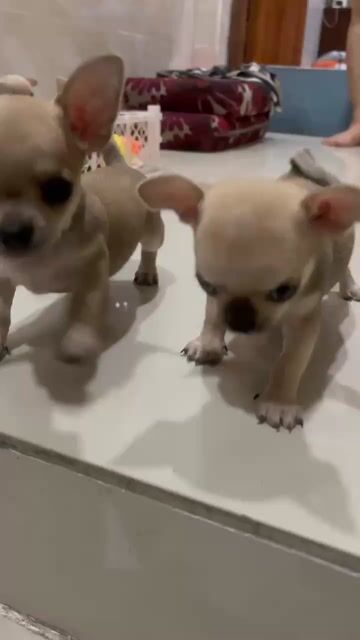 Chó Chihuahua đực 2 tháng Vàng kem. Mua bán Chó tại Quận 11 Tp Hồ Chí Minh được đăng bởi Nhy Nam hình 1