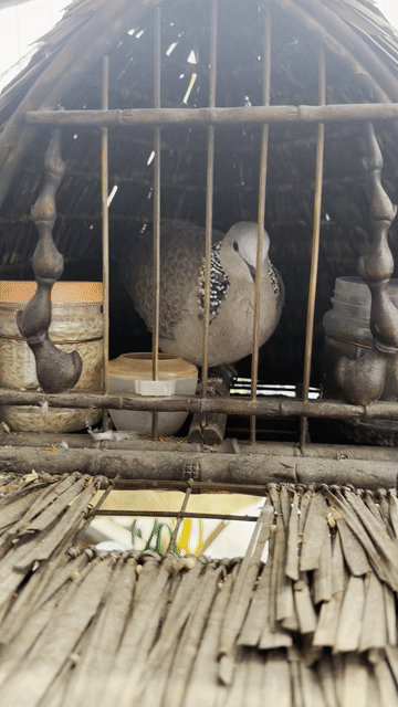 Chim cu gáy trống đa lối. Mua bán Chim tại Quận Nam Từ Liêm Hà Nội được đăng bởi Trung hình 1