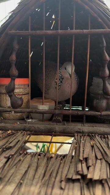Chim cu gáy trống đa lối. Mua bán Chim tại Quận Nam Từ Liêm Hà Nội được đăng bởi Trung hình 1