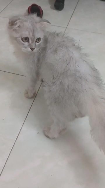 Mèo Lông dài Trắng xám đã tiêm phòng. Mua bán Mèo tại Quận Tân Bình Tp Hồ Chí Minh được đăng bởi Huy  hình 1