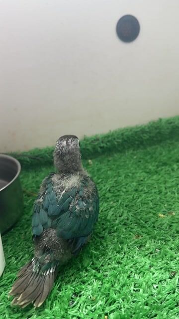 Chim Greencheck blu non. Mua bán Chim tại Thị xã Gò Công Tiền Giang được đăng bởi Huỳnh Phong hình 1