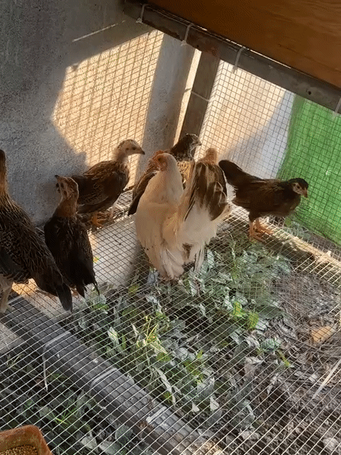 Gà tre cảnh con đa dạng. Mua bán Gà tại Huyện Kiến Xương Thái Bình được đăng bởi Nguyen Chuong hình 1